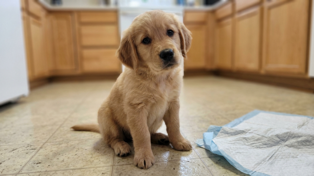 Potty Training