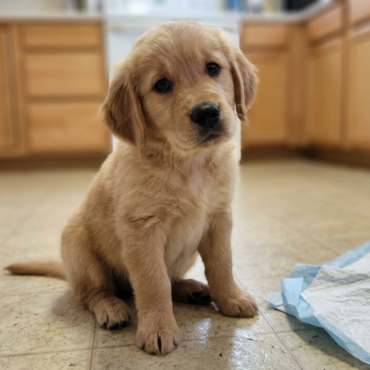 Potty Training